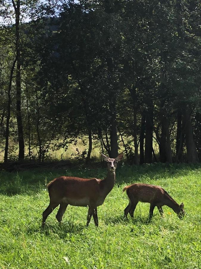 Reglove Luksusowe Apartamenty Zakopane Esterno foto